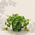 Peperomia Hope 6 inch houseplant in dark green nursery pot