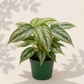 Philodendron Brandtianum 4 inch houseplant in dark green nursery pot