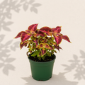 Coleus Rodeo Drive 2 inch starter plant in dark green nursery pot