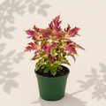 Coleus Sea Urchin 2 inch starter plant in dark green nursery pot