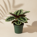 Calathea Medallion 4 inch in a dark green nursery pot