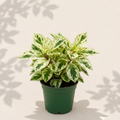 Peperomia Obtusifolia Marble 4 inch houseplant in dark green nursery pot
