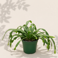 Epiphyllum oxypetalum Queen of the Night 6 inch orchid cactus in dark green nursery pot