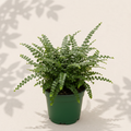 Pellaea Rotundifolia Button Fern 2 inch fern in dark green nursery pot