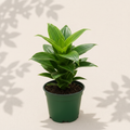 Costus Igneus Insulin Plant 2 inch starter plant in dark green nursery pot