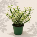 Euphorbia Tithymaloides Variegated Devil's Backbone 4 inch houseplant in dark green nursery pot