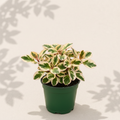 Peperomia Ginny Variegated 4 inch houseplant in dark green nursery pot