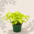 Epipremnum Neon Pothos 4 inch houseplant in dark green nursery pot