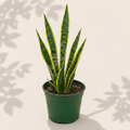 Sansevieria Laurentii 6 inch snake plant in dark green nursery pot