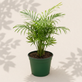 Chamaedorea Elegans Neanthe Bella Palm 4 inch houseplant in dark green nursery pot