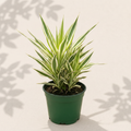 Dracaena White Jewel 4 inch houseplant in dark green nursery pot