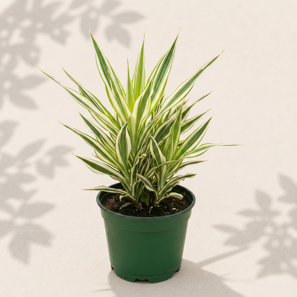 Dracaena White Jewel 4 inch houseplant in dark green nursery pot