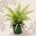 Humata Tyermannii White Rabbit's Foot Fern 4 inch in dark green nursery pot