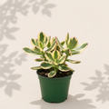 Crassula ovata Variegated Jade 6 inch succulent in dark green nursery pot