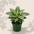 Philodendron Birkin 4 inch houseplant in dark green nursery pot