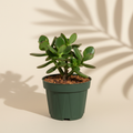 Crassula ovata Jade Plant 6 inch succulent in a dark green nursery pot