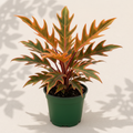 Philodendron Ring of Fire 4 inch houseplant in dark green nursery pot