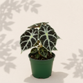 Alocasia Black Velvet 3 inch starter plant in dark green nursery pot