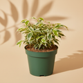 Ficus Benjamina Weeping Fig Variegated 4 inch in a dark green nursery pot