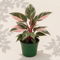 Philodendron Pink Princess 4 inch houseplant in dark green nursery pot