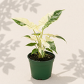 Alocasia Odora Variegated 3 inch starter plant in dark green nursery pot