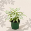 Syngonium Starlight 2 inch starter plant in dark green nursery pot