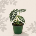 Alocasia Polly 3 inch starter plant in dark green nursery pot