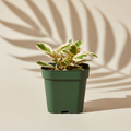 Peperomia clusiifolia Ginny 2 inch starter plant in a dark green nursery pot