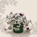 Tradescantia Sillamontana Purple Velvet 4 inch houseplant in dark green nursery pot