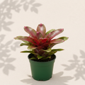 Cryptanthus Bivittatus Ruby Earth Star 4 inch in dark green nursery pot