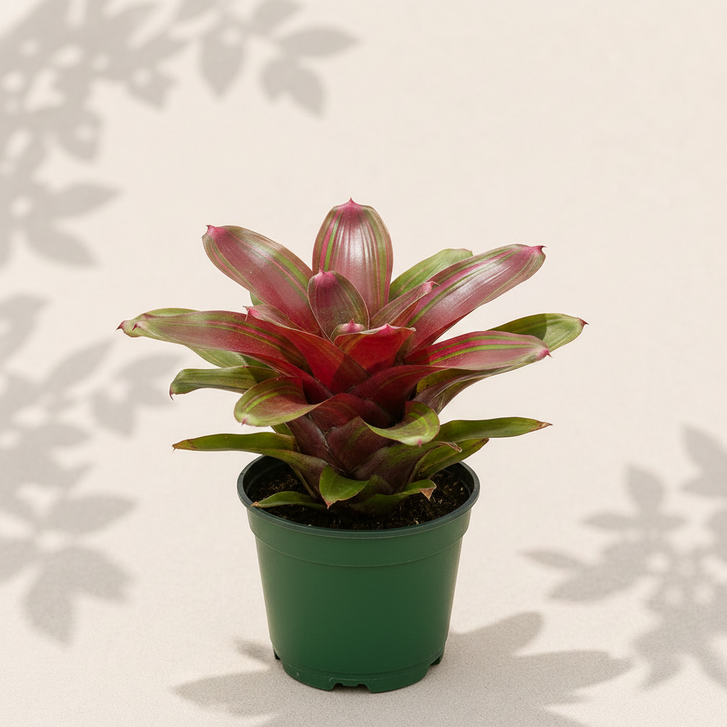 Cryptanthus Bivittatus Ruby Earth Star 4 inch in dark green nursery pot
