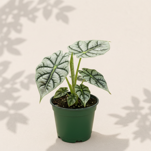 Alocasia Dragon Scale 3 inch starter plant in dark green nursery pot