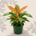 Philodendron Prince of Orange 4 inch houseplant in dark green nursery pot
