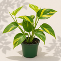 Philodendron Brasil 4 inch houseplant in dark green nursery pot