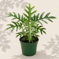 Philodendron Tortum 4 inch houseplant in dark green nursery pot