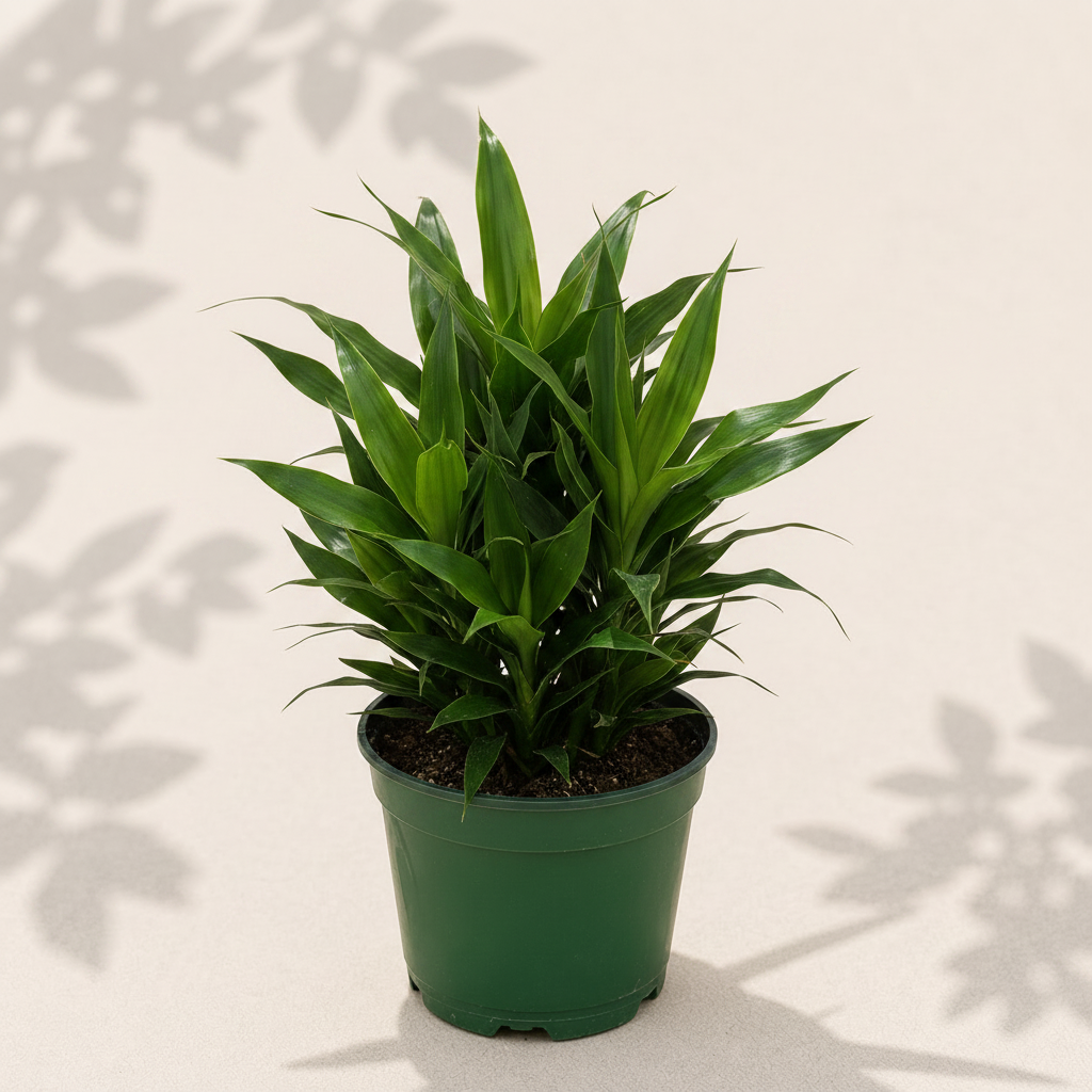 Dracaena Janet Craig 4 inch houseplant in dark green nursery pot