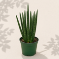 Sansevieria Fernwood Mikado 6 inch snake plant in dark green nursery pot