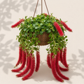 Acalypha Strawberry Firetails 6 inch hanging basket