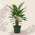 Strelitzia Nicolai White Bird of Paradise 4 inch houseplant in dark green nursery pot