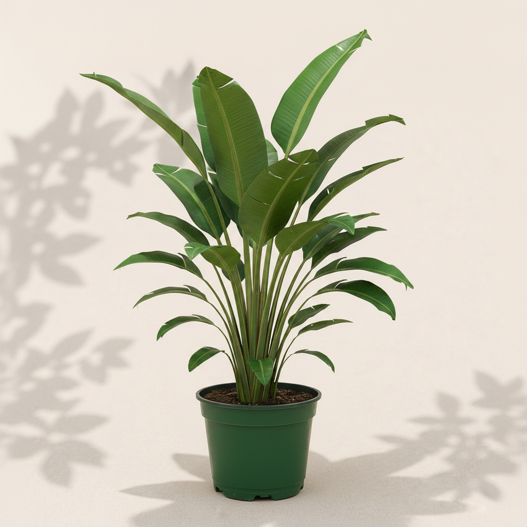 Strelitzia Nicolai White Bird of Paradise 4 inch houseplant in dark green nursery pot