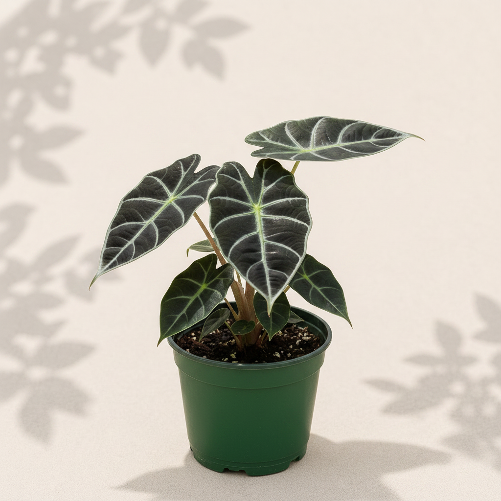 Alocasia Dark Star 3 inch starter plant in dark green nursery pot