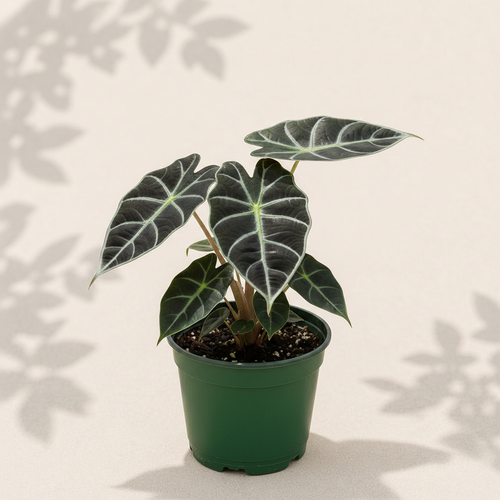 Alocasia Dark Star 3 inch starter plant in dark green nursery pot