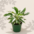 Philodendron White Princess 4 inch houseplant in dark green nursery pot