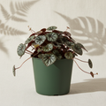 Saxifraga stolonifera Dark Form 4 inch in a dark green nursery pot