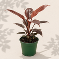 Philodendron Blood Luna 4 inch houseplant in dark green nursery pot