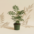 Plerandra Elegantissima False Aralia 4 inch houseplant in dark green nursery pot