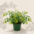 Ficus Benjamina Weeping Fig 4 inch houseplant in dark green nursery pot