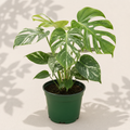 Monstera Thai Constellation 4 inch houseplant in dark green nursery pot