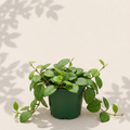 Hoya Minahassae 4 inch houseplant in dark green nursery pot