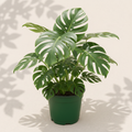 Monstera deliciosa Split Leaf 10 inch houseplant in dark green nursery pot